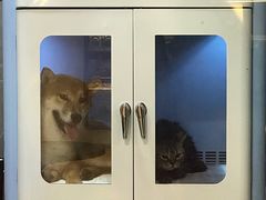 -悠尼宠物·独立低压伊珊娜洗护·美容·寄养(兰谷路店)