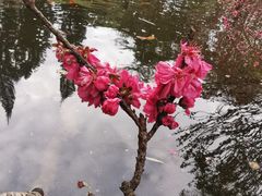-桃花涧
