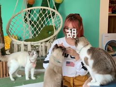 -猫在这儿猫咪咖啡馆·撸猫馆