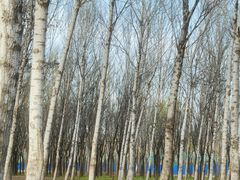 -东郊湿地公园