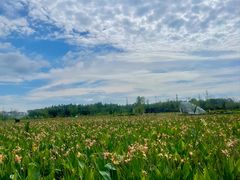 -白鹭湾湿地公园