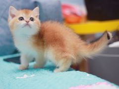 -Bastet sally猫舍购宠(静安店)