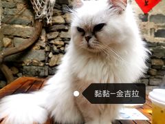 -喵屿·大理花园猫咖