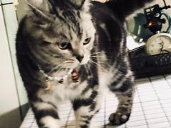 -海边的猫和咖啡馆