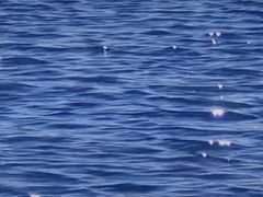 -温江公平红烧兔(总店)