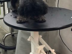 -PETKIT小佩宠物·低压洗护(国顺东路店)