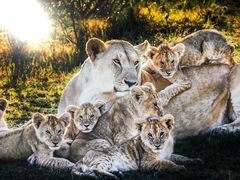 -罗红摄影艺术馆