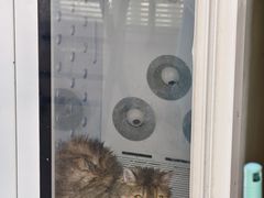 -福懋动物医院·犬猫全科·外科·重症科(杏林分院)