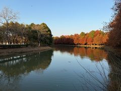 -上海海湾国家森林公园