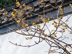 -个园