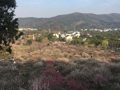-香雪海