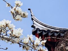 -八大山人梅湖景区