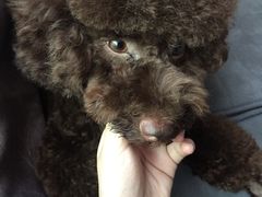 -犬也宠物造型(恒茂国际都会商业街店)