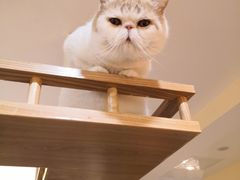 -滚猫咖啡·猫咖·猫友好撸猫(未来城店)