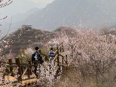 -大岭沟猕猴桃谷风景区
