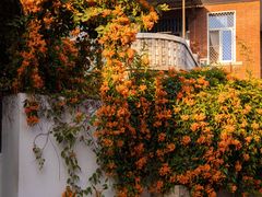 -溪岸路花鸟市场