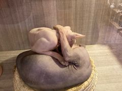 -zoonana室内动物园(东方福来德店)