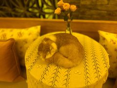 -叶叶菩提·晋福宫