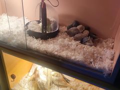 -中环花鸟鱼虫市场