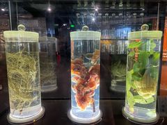 -广东中医药博物馆