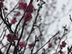 -香雪海
