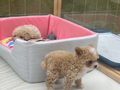 -帕帕拉兹宠物(亚洲旗舰店)