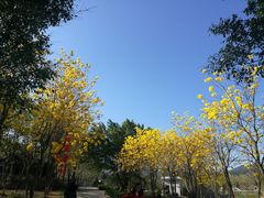 -天适樱花悠乐园