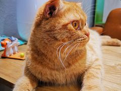 -藏猫猫咖啡主题馆(中央大道店)