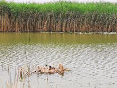 -野鸭湖国家湿地公园