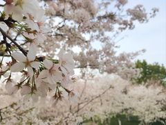 -径山花海