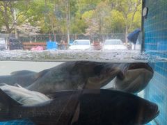 -浔味·山屿湖·正宗全鱼宴老字号