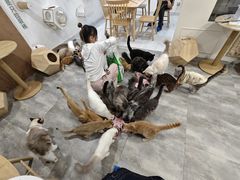 -楼上猫咖(罗湖店)