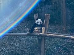 -鸡鸣汤包(红山动物园店)