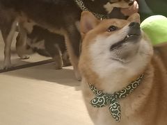 -逗柴咖啡屋·狗咖猫咖宠物桌游