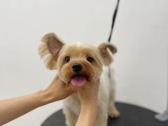 -comecome来吧宠物(奥克斯中心店)