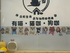 -有喵·猫咖·狗咖·30几只猫10只小狗(岗厦店)