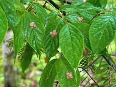 -峡谷浮石林景区