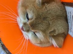 -美联众合动物医院·24h京西诊疗中心