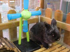 -宠物兔专门店(天丰利市场店)