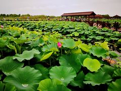 -荷塘月色湿地公园·向阳花洲