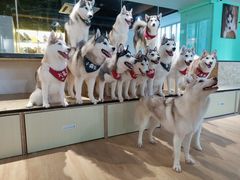 -Husky Go! 哈士奇体验馆·宠物咖啡厅狗咖