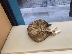 -瑞派康怡24h宠物医院·犬猫医疗中心·微创绝育(瑞景分院)