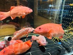 -许家菜(望江店)
