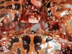 -胖大嫂渔家排档·全海景餐厅(渔村店)