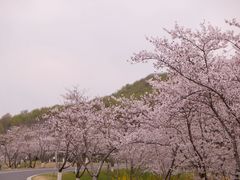 -羊山湖公园