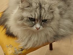 -Let's go狗咖·猫咖·奶狗·桌游(春熙路IFS店)