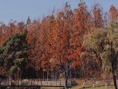 -上海共青森林公园