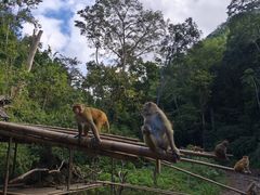 -西双版纳原始森林公园