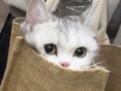 -宠小格时尚宠物生活馆(唐镇店)