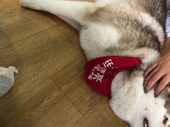 -Husky Go! 哈士奇体验馆·宠物咖啡厅狗咖